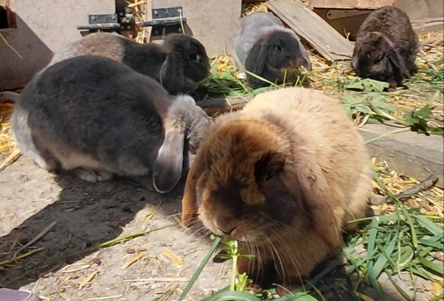Zwergwidder/Kaninchen